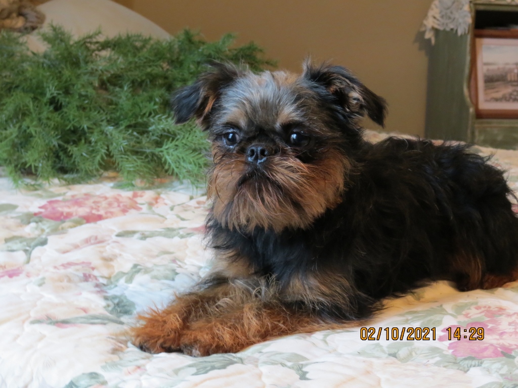 Hawk pond hot sale brussels griffon